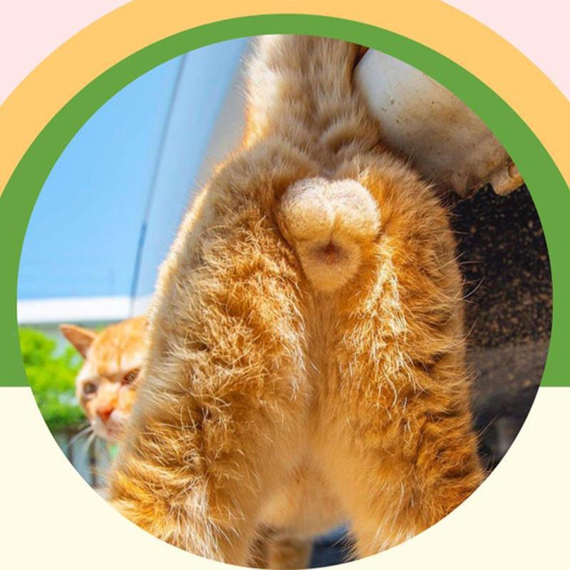 2023 Cats Buttholes Calendar